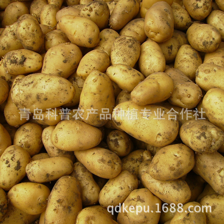 新季優質土豆 從田野到餐桌的純正滋味